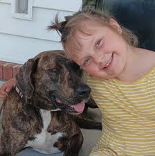 Mini aussie needs forever home in Ogden