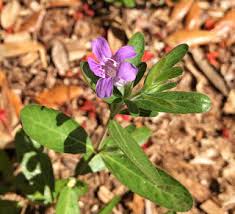 Image result for Cryptolepis oblongifolia