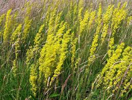 Image result for Galium verum