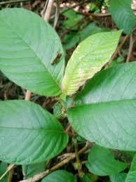 Image result for Sabicea