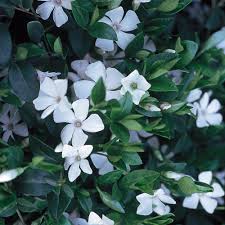 While no plant is completely fool proof, deer seldom damage the plants listed below. 6 In White Vinca Annual 1004601099 The Home Depot