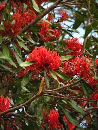 Queensland Tree Waratah Alloxylon Flammeum Qld Native Med Sized Tree With Lobed Juven Australian Native Flowers Australian Native Plants Australian Flowers