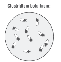 Diese schützenden formen sind in boden, wasser, verrottenden pflanzen und. Tropeninstitut Reisekrankheiten Botulismus