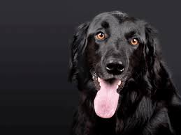 Bis zum alter von fünf bis sechs wochen sollten dann alle milchzähne durchgebrochen sein. Zahnpflege Bei Hunden