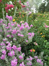 Texas Sage Lantana Crepe Myrtle Joy Garden Inspiration My Secret Garden Lantana