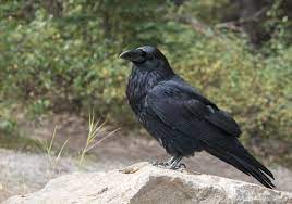 Ravens As Pets Do Ravens Make Good Pets Animal Hype