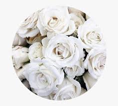 Making a rose out of a cloth napkin is a simple way to improve the table adornments for a dinner party or any other special occasion. Circle Aesthetic White Rose Roses Flower Flowers Aesthetic White Flowers Hd Png Download Transparent Png Image Pngitem
