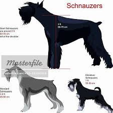 Giant Schnauzer Size Chart Bing Images Schnauzer Breed