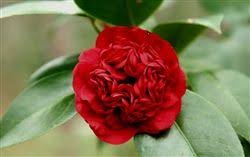 Camellia Professor Sargent Camellia Japonica Brilliant Red Double Blooms Zone 7a Camellia Buy Plants Online Low Light House Plants