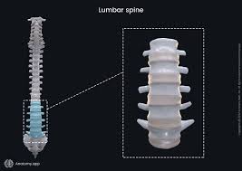 Image result for Lumbar vertebrae