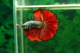 Check out our live betta fish selection for the very best in unique or custom, handmade pieces from our aquariums & tank décor shops. How Long Do Betta Fish Live Complete Lifespan Info