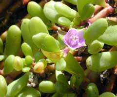Image result for Sesuvium portulacastrum