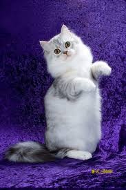 Cat Katzen In 2020 Ragamuffin Cat Ragamuffin Kittens Cats