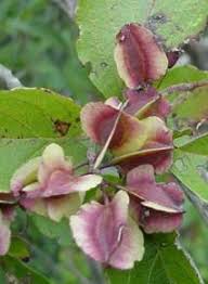 Image result for Combretum kraussii