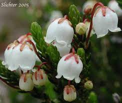 White Mountain Heather And This Flower Stands For Protection Heather Flower Flower Stands Flower Meanings
