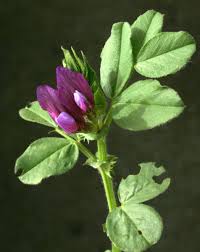 Image result for Microcharis annua