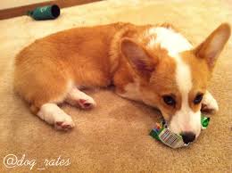 Abby Desouza (@desouzam_abby)