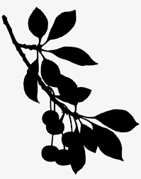 It got a little off last year. Sour Cherry Tree Cherry Blossom Fruit Cherry Fruit Tree Branch Transparent Png 613x750 Free Download On Nicepng