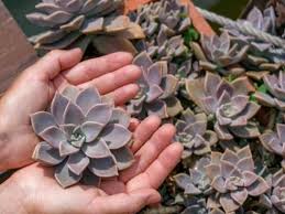 Las condiciones óptimas para la siembra de plantas suculentas tienen una temperatura ambiente aproximadamente entre los 18 y 21°c y una temperatura del sustrato de entre 15 y 17°c. Plantar Suculentas Como Hacerlo Guia Practica