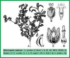 Image result for Heliotropium supinum