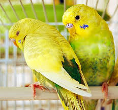 Check out the pet birds online, then visit your local petsmart store to pick out and take home your new feathered friend. The Best Pet Bird Types Petsmart