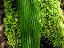 Image result for Loxogramme