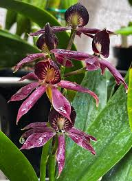 Image result for Eschenbachia gouanii