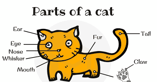 different cat parts useful cat anatomy with pictures 7 e s l