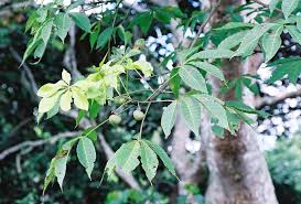 Image result for Ricinodendron