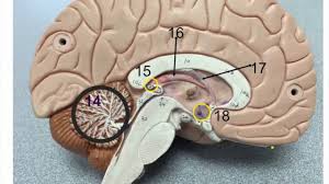 Our nervous systems allow our body to respond to stimuli and coordinate important bodil. I Ytimg Com Vi Lvyxgen8dfc Maxresdefault Jpg