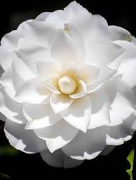 Kanjiro Camellia Camellia Buy Plants Online Beautiful Flowers