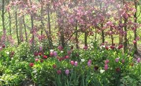 Tulpen Und Stauden Geschickt Kombiniert Stauden Gartengestaltung Tulpen