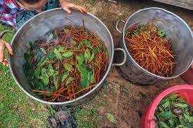 Ayahuasca Diet Dieta Important Foods To Avoid And Why Your Highest Truth