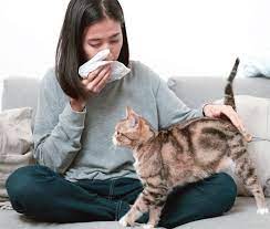 We did not find results for: Allergy Control For Cat Owners Catwatch Newsletter