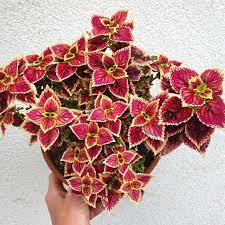 Image result for Coleus maculosus