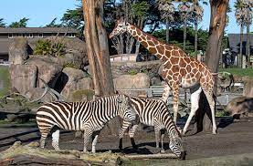 Ww Savanna San Francisco Zoo Gardens