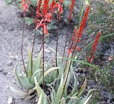 Image result for Aloe inyangensis