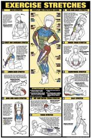 exercise stretches 24 x 36 laminated chart by fitnus chart series