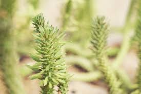 Image result for Monadenium lugardiae