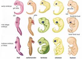 Evolutionary Embryology Developmental Biology Microbe Notes