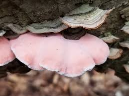 Image result for Merulius incarnatus