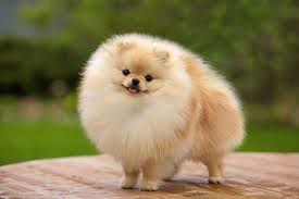 Caracteristicas Del Pomerania Amoni