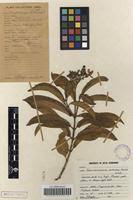 Image result for Tabernaemontana ventricosa