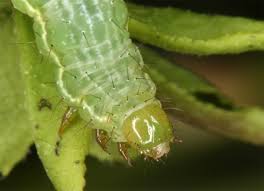 Image result for Syngrapha interrogationis