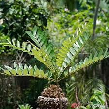 Image result for Simaroubaceae