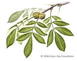 What Tree Is That Online Edition At Arborday Org Tree Identification Trees To Plant Tree Id