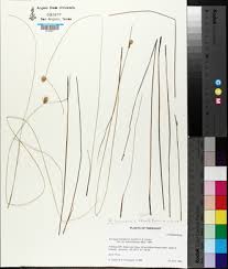 Image result for Ascolepis protea