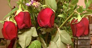 The flowers were fresh and just gorgeous. Sending Flowers Here S Why Top Florists Get Such Bad Reviews Freebiespot Net