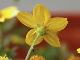 Image result for foto Dvouzubec