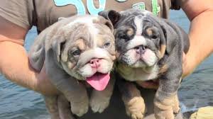 British bulldogs rarely bark but snore, snort, wheeze, grunt, and snuffle instead. Blue English Bulldog Puppy Youtube